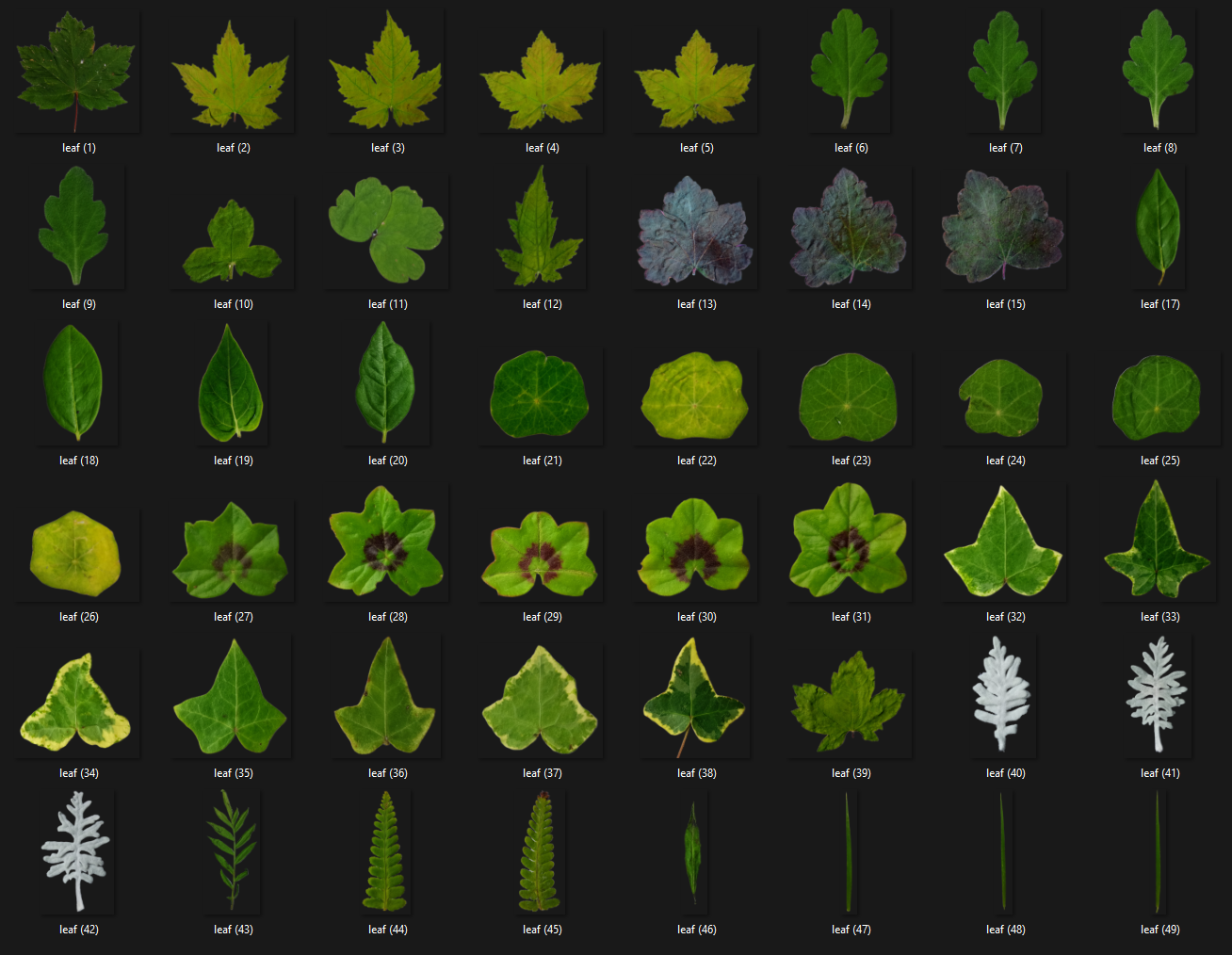 Field-captured leaf and foliage texture contact sheet